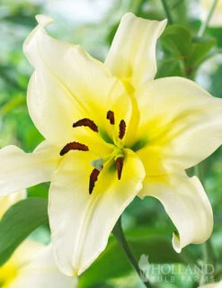 Menu Mixed High-Five Lilies -Gardening Series Store 77592 mixed high five lilies 2