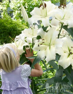 Menu Mixed High-Five Lilies -Gardening Series Store 77592 mixed high five lilies 3