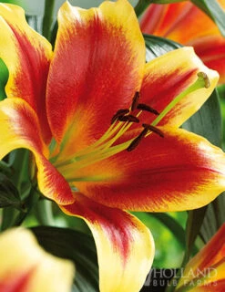 Menu Mixed High-Five Lilies -Gardening Series Store 77592 mixed high five lilies 4
