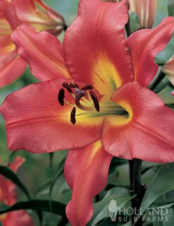Menu Mixed High-Five Lilies -Gardening Series Store 77592 mixed high five lilies 5