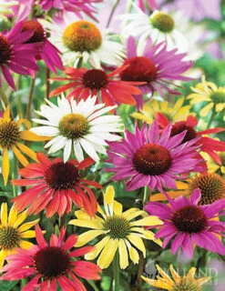 Menu Essential Perennial Garden Collection -Gardening Series Store 77593 mixed coneflower