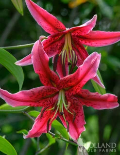 Menu Miss Feya Orienpet Lily 7 Menu Miss Feya Orienpet Lily -Gardening Series Store 77594 miss feya orienpet lily 3