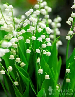 Menu Essential Perennial Garden Collection -Gardening Series Store 77595 lily of the valley 2