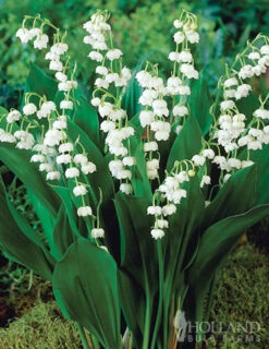 Menu Essential Perennial Garden Collection -Gardening Series Store 77595 lily of the valley