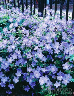 Menu Essential Perennial Garden Collection -Gardening Series Store 77596 hardy blue geranium