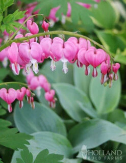 Menu Essential Perennial Garden Collection -Gardening Series Store 77597 bleeding hearts