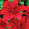 Menu Red Asiatic Lily 1 Menu Red Asiatic Lily -Gardening Series Store 77598 red asiatic lily