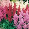 Menu Mixed Astilbe