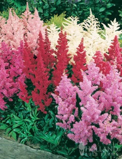 Menu Mixed Astilbe