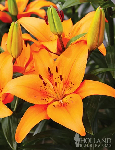 Menu Orange Asiatic Lily 3 Menu Orange Asiatic Lily