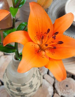 Menu Orange Asiatic Lily 5 Menu Orange Asiatic Lily -Gardening Series Store 77602 orange asiatic lily 2 1
