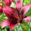Menu Purple Eye Asiatic Lily -Gardening Series Store 77604 purple eye asiatic lily