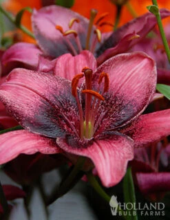 Menu Purple Eye Asiatic Lily -Gardening Series Store 77604 purple eye asiatic lily 6