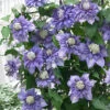 Menu Diamantina Clematis 2 Menu Diamantina Clematis -Gardening Series Store 77609 diamantina clematis 2