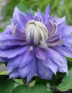 Menu Diamantina Clematis 5 Menu Diamantina Clematis -Gardening Series Store 77609 diamantina clematis