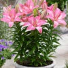 Menu Rozalynn Asiatic Lily -Gardening Series Store 77610 rozalynn asiatic lily 2