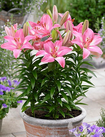 Menu Rozalynn Asiatic Lily 3 Menu Rozalynn Asiatic Lily