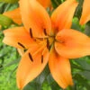 Menu Sunset Boulevard Oriental Lily -Gardening Series Store 77611 sunset boulevard oriental lilies 2
