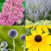 Menu Drought Tolerant Perennial Garden Collection -Gardening Series Store 77615 drought tolerant perennial garden