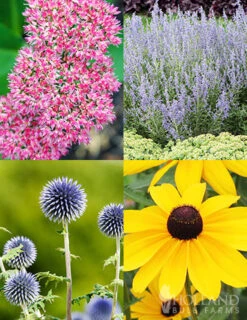 Menu Drought Tolerant Perennial Garden Collection