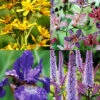 Menu Moisture Tolerant Perennials Collection -Gardening Series Store 77616 moisture tolerant perennials collection
