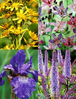 Menu Moisture Tolerant Perennials Collection