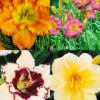Menu Re-Blooming Daylily Collection -Gardening Series Store 77617 reblooming daylily collection