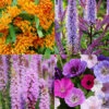 Menu Pollinator Pleaser Perennial Garden Collection -Gardening Series Store 77622 pollinator pleaser garden collection