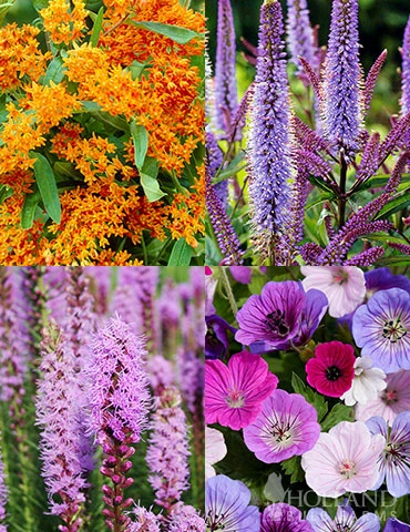 Menu Pollinator Pleaser Perennial Garden Collection 3 Menu Pollinator Pleaser Perennial Garden Collection