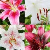 Menu Pink And Purple Star Lily Collection -Gardening Series Store 77626 pink and white collection 2
