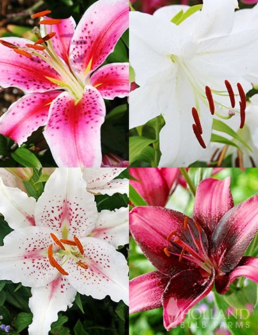 Menu Pink And Purple Star Lily Collection 3 Menu Pink And Purple Star Lily Collection