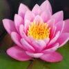 Menu Pink Water Lily -Gardening Series Store 78102 pink water lily