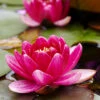 Menu Dark Red Water Lily -Gardening Series Store 78108 dark red waterlily