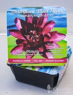 Menu Dark Red Water Lily -Gardening Series Store 78108 dark red waterlily 2