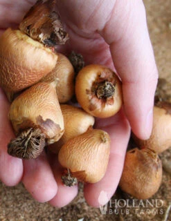 Menu Summer Moonlight Garden Flowers Collection -Gardening Series Store 78109 peacock orchid 2