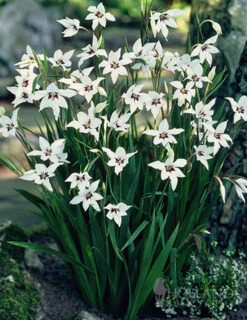 Menu Summer Moonlight Garden Flowers Collection -Gardening Series Store 78109 peacock orchid