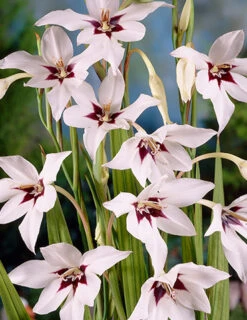 Menu Peacock Orchid Or Abyssianian Gladiolus -Gardening Series Store 78109 peacock orchid 3 1