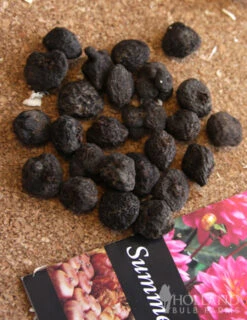 Menu St. Brigid Mix Anemone (Windflower) 9 Menu St. Brigid Mix Anemone (Windflower) -Gardening Series Store 78110 st brigid mix anemone