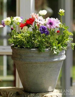 Menu St. Brigid Mix Anemone (Windflower) 7 Menu St. Brigid Mix Anemone (Windflower) -Gardening Series Store 78110 st brigid mix anemone windflower 2