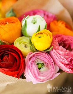 Menu Mixed Tecolote® Ranunculus -Gardening Series Store 78111 mixed buttercups 2