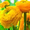 Menu Yellow Tecolote® Ranunculus -Gardening Series Store 78112 yellow ranunculus