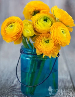 Menu Yellow Tecolote® Ranunculus -Gardening Series Store 78112 yellow ranunculus 2