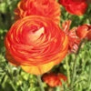 Menu Sunset Tecolote® Ranunculus -Gardening Series Store 78113 orange ranunculus
