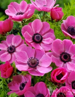 Menu Deer Resistant Cut Flower Garden Collection -Gardening Series Store 78114 anemone de caen 2