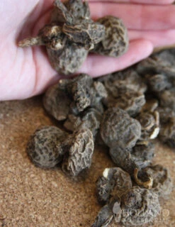 Menu Deer Resistant Cut Flower Garden Collection -Gardening Series Store 78114 anemone de caen