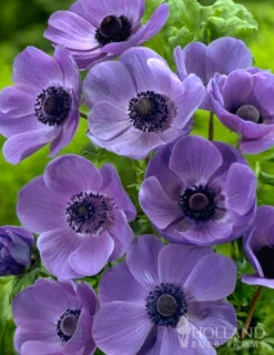 Menu Deer Resistant Cut Flower Garden Collection -Gardening Series Store 78114 anemone de caen 3