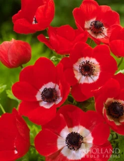 Menu Deer Resistant Cut Flower Garden Collection -Gardening Series Store 78114 anemone de caen 4