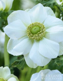 Menu Deer Resistant Cut Flower Garden Collection -Gardening Series Store 78114 anemone de caen 5