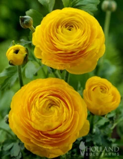 Menu Summer Bouquet Garden -Gardening Series Store 78115 mixed buttercups 1