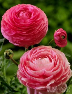 Menu Mixed Buttercup -Gardening Series Store 78115 mixed buttercups 3